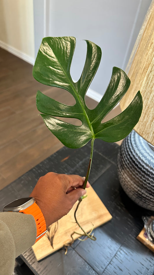 Monstera Sierrana Hawaiian Form Cutting #1