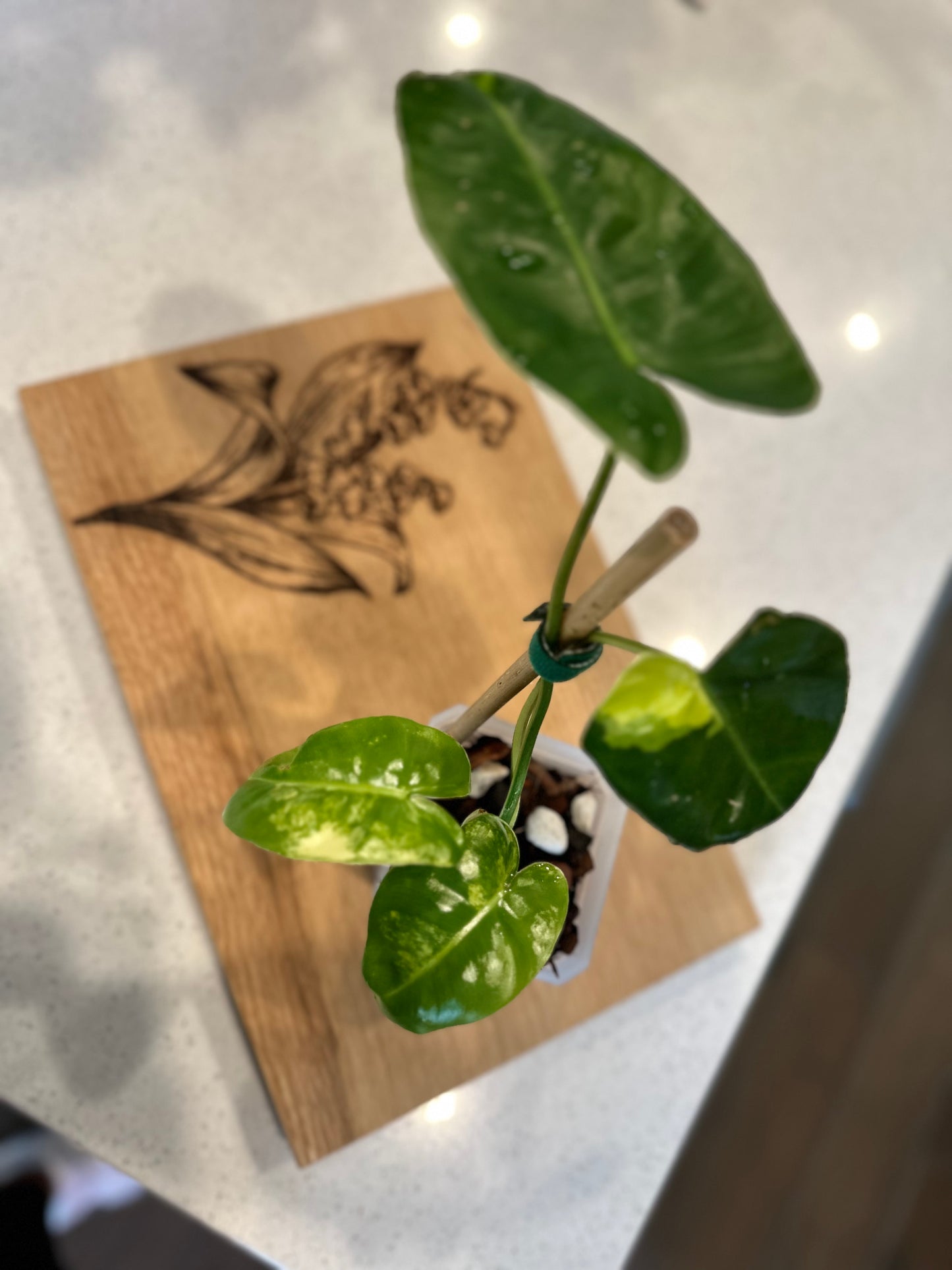 Philodendron Variegated Burle Marx - PBM2