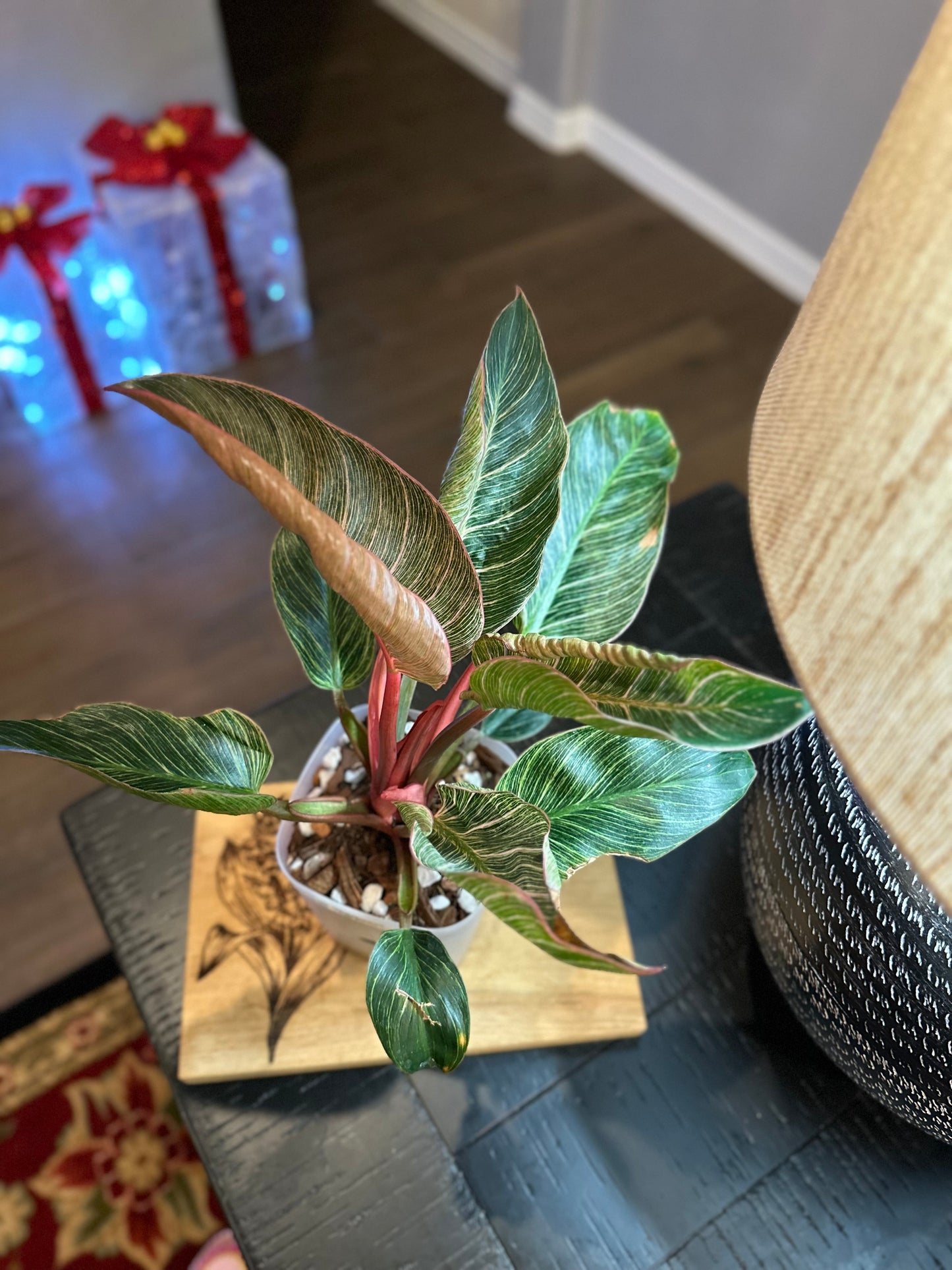 Philodendron Pink Birkin #4 - 6 inch