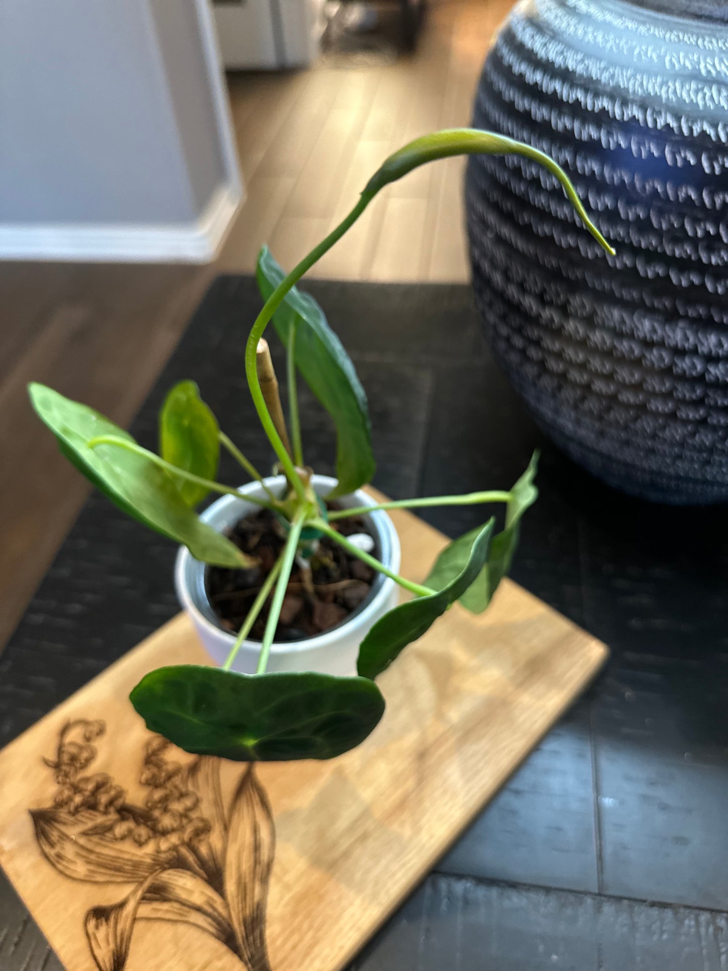 Anthurium Forgetti (flowering)