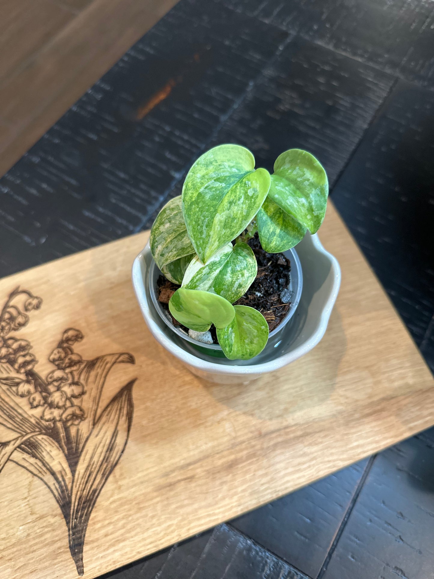 Scindapsis Mayari Albo