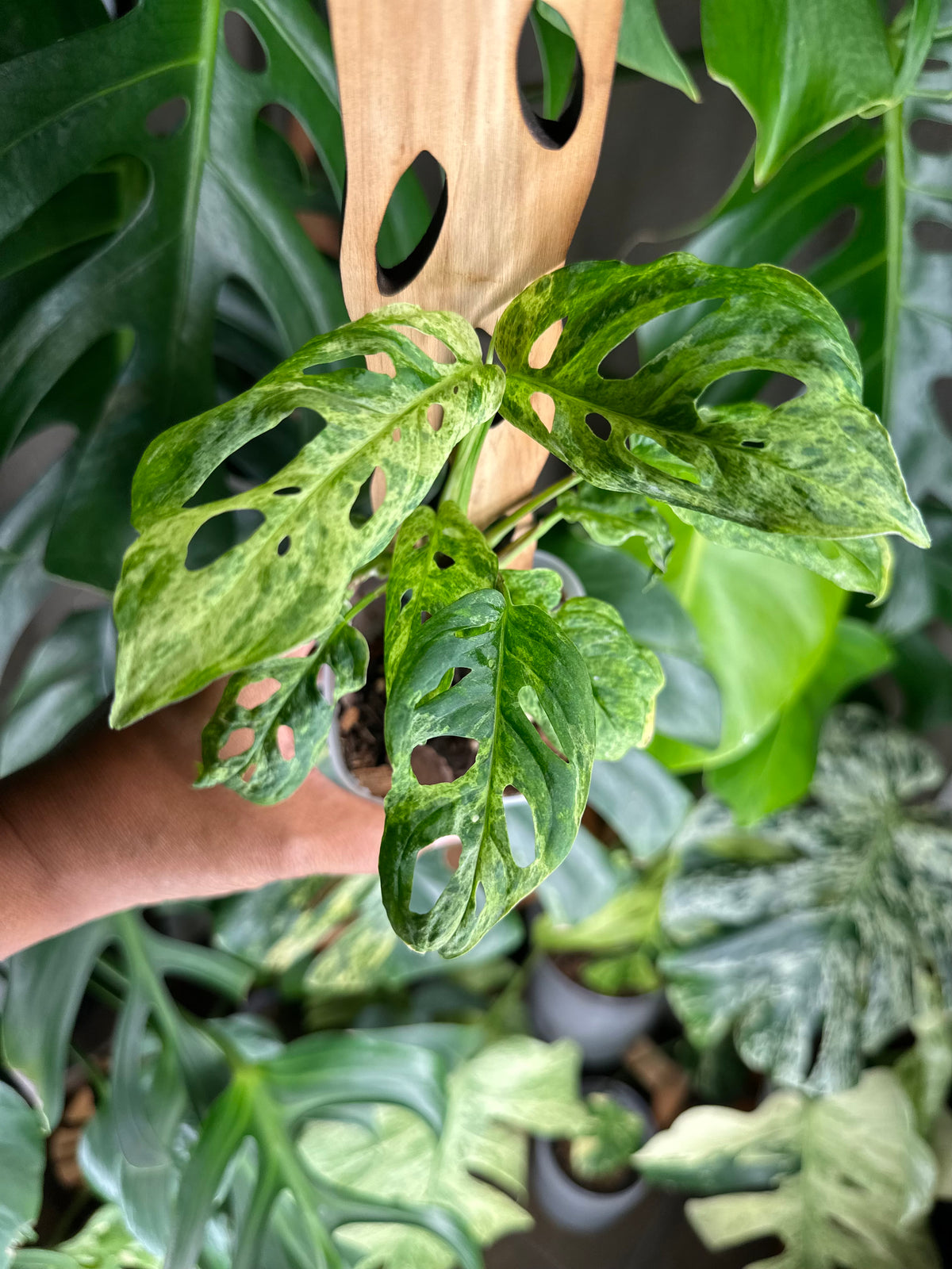 Monstera Adansonii Mottled - C