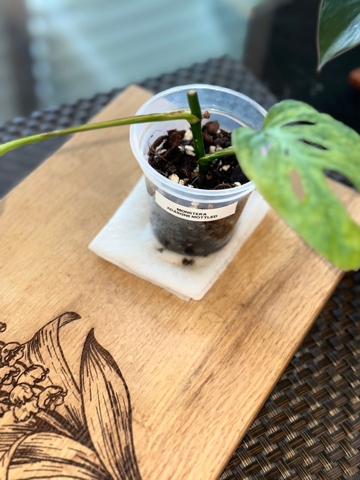Monstera Adasonii Mottled - B