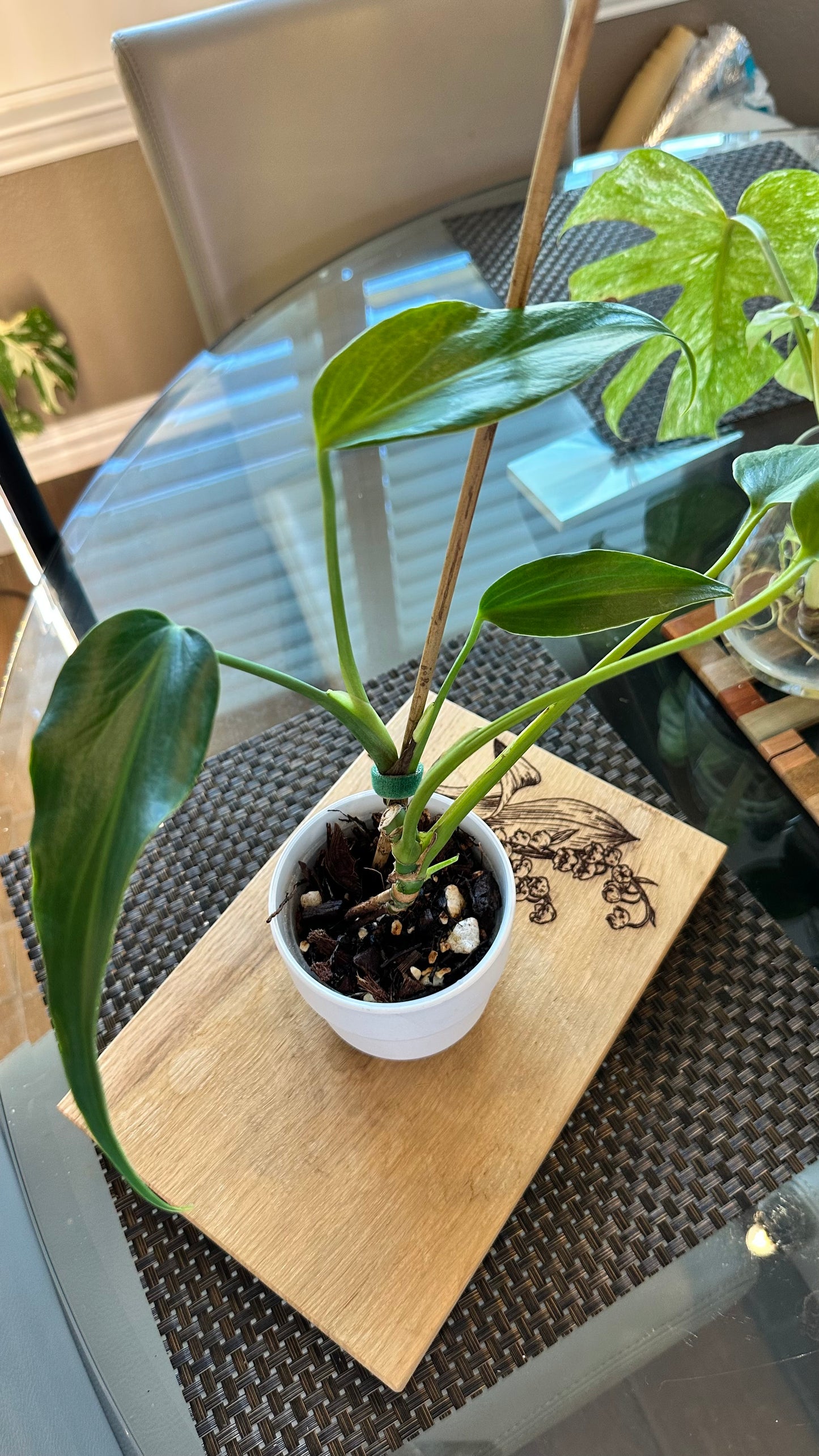 Monstera Burle Marx Flame - #2