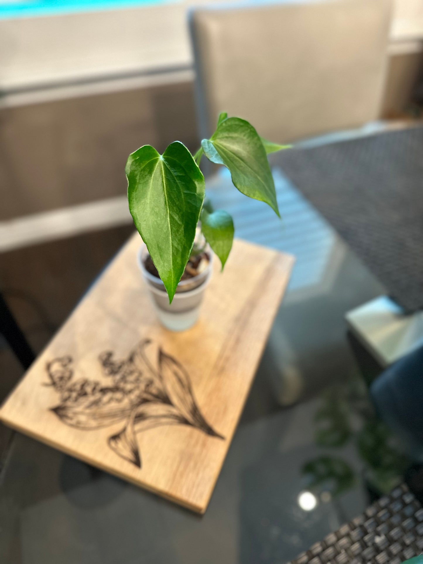 Anthurium Delta Force