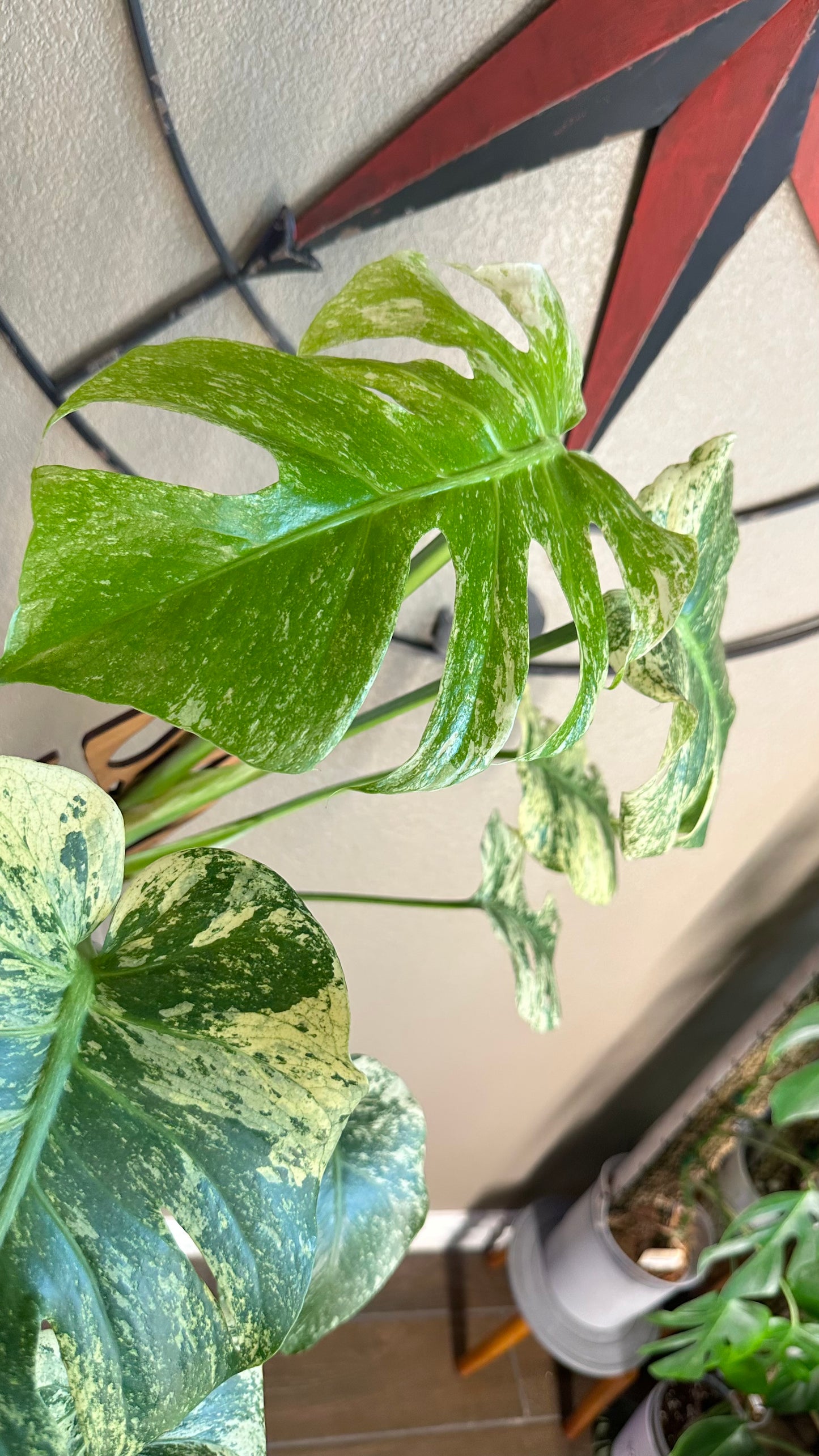 Monstera Mint - B