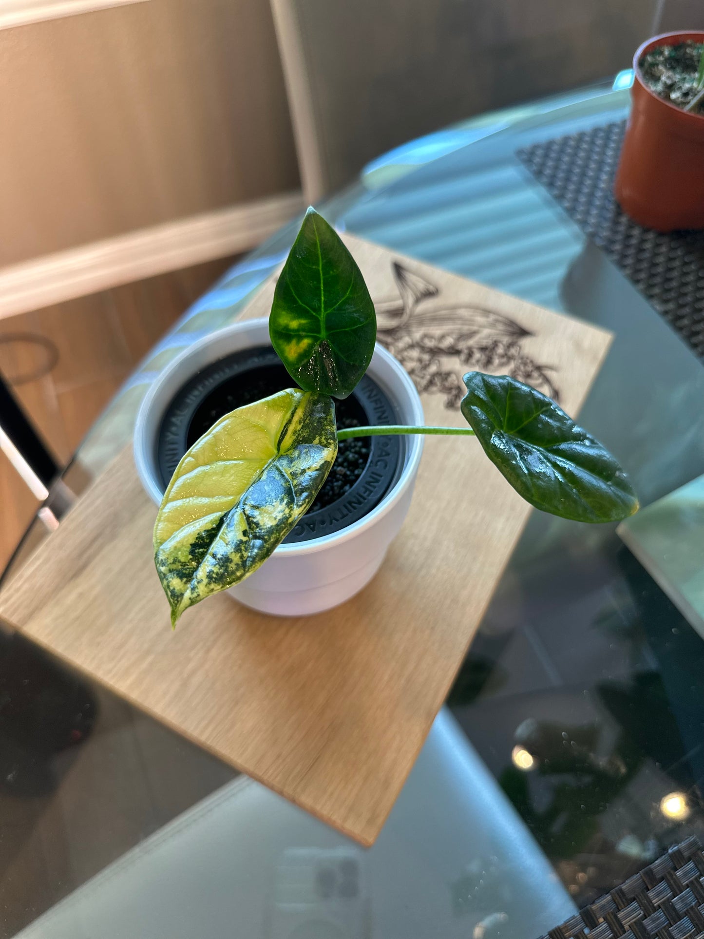 Alocasia Sinuata Variegated - 4 inches