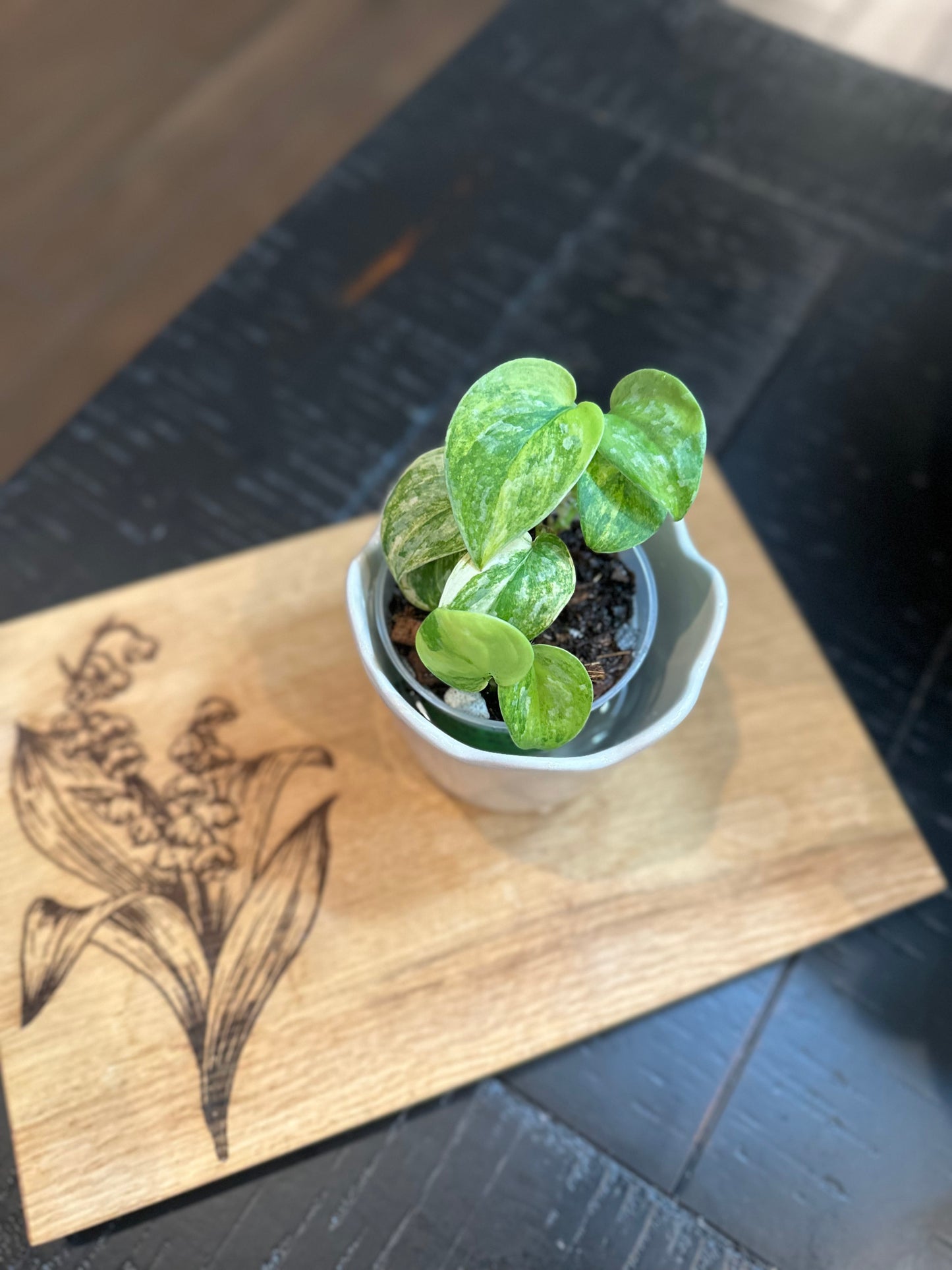 Scindapsis Mayari Albo