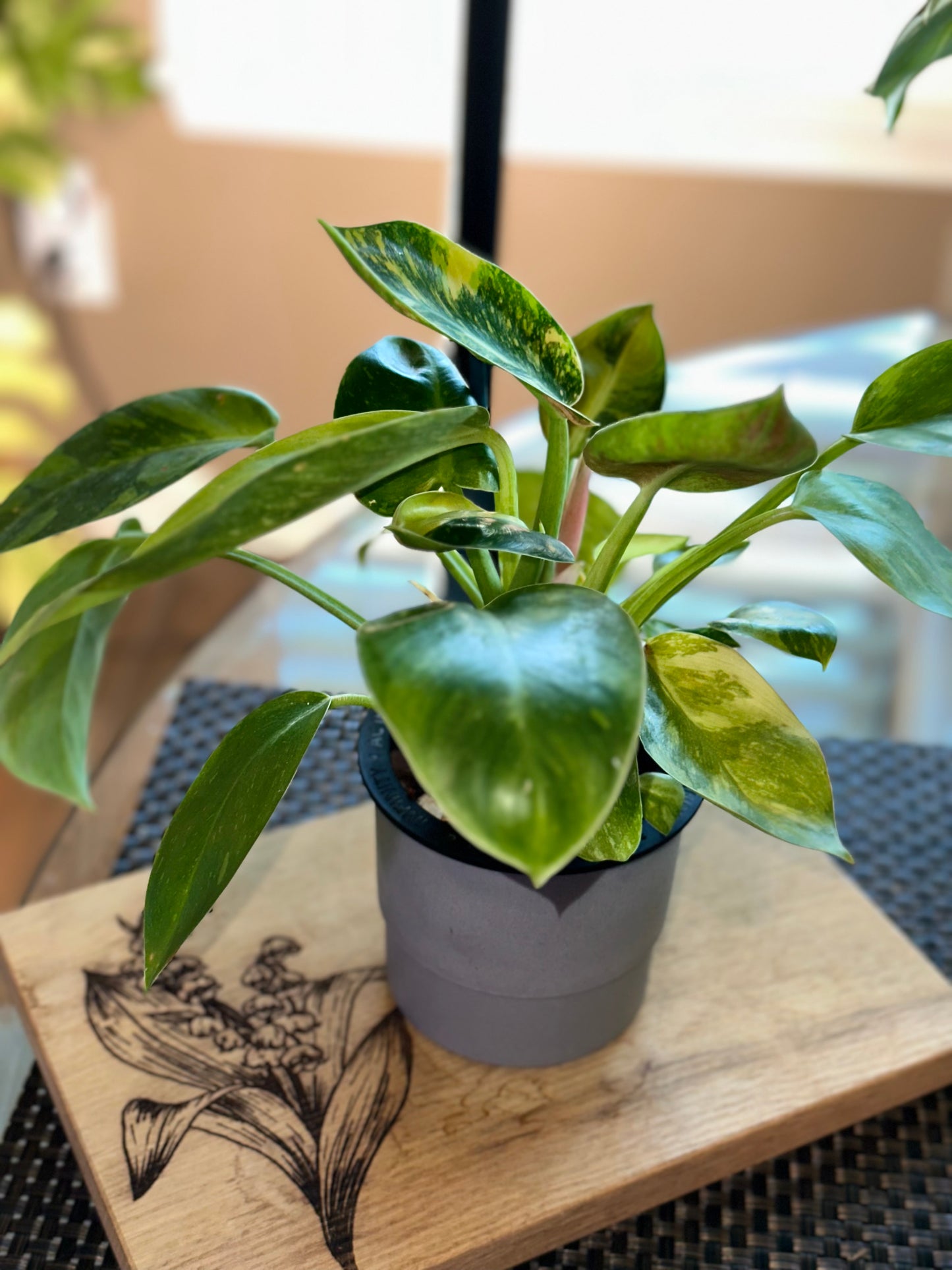 Philodendron Green Congo Nuclear