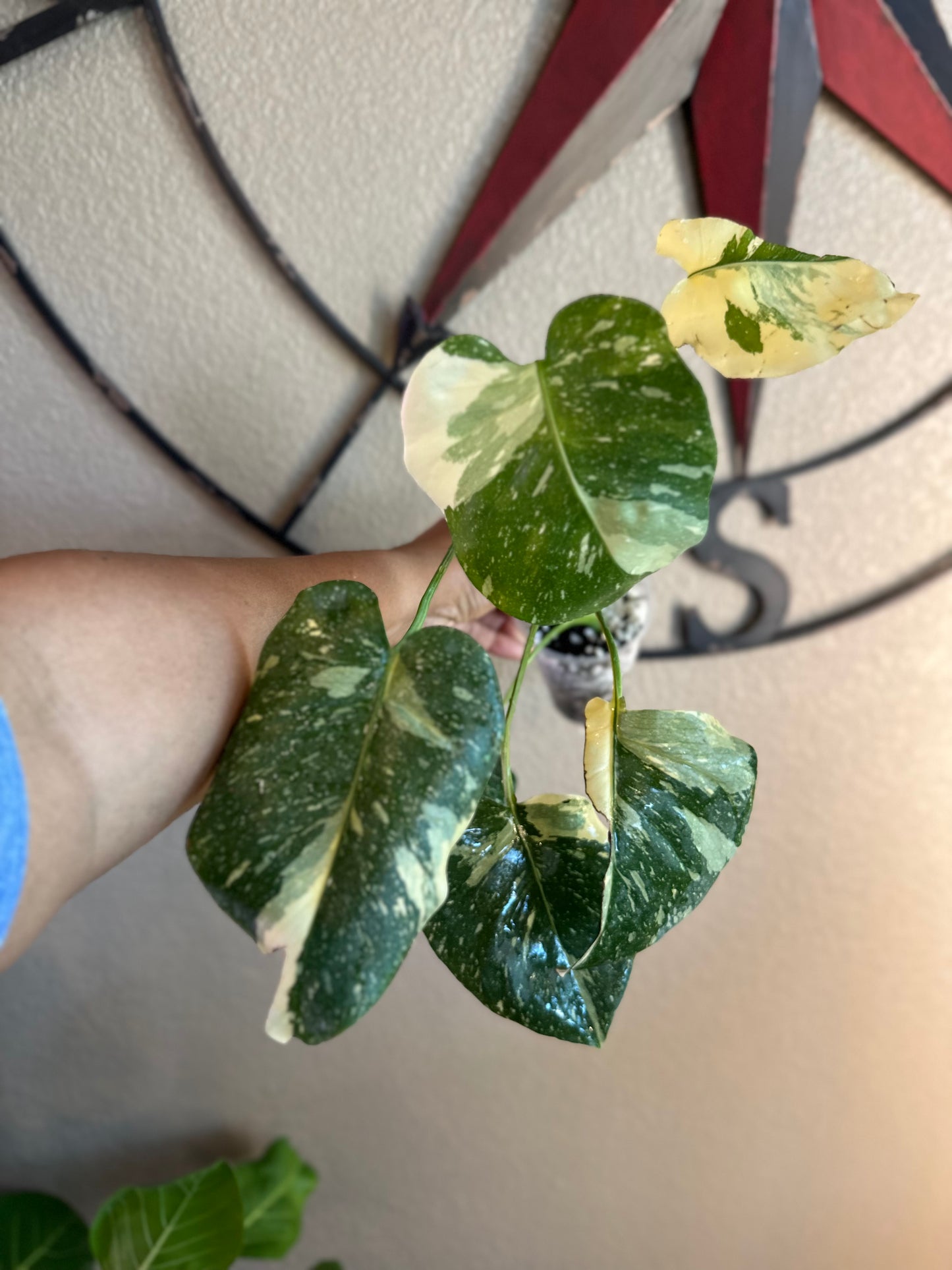 Monstera Thai Constellation - high variegation - B