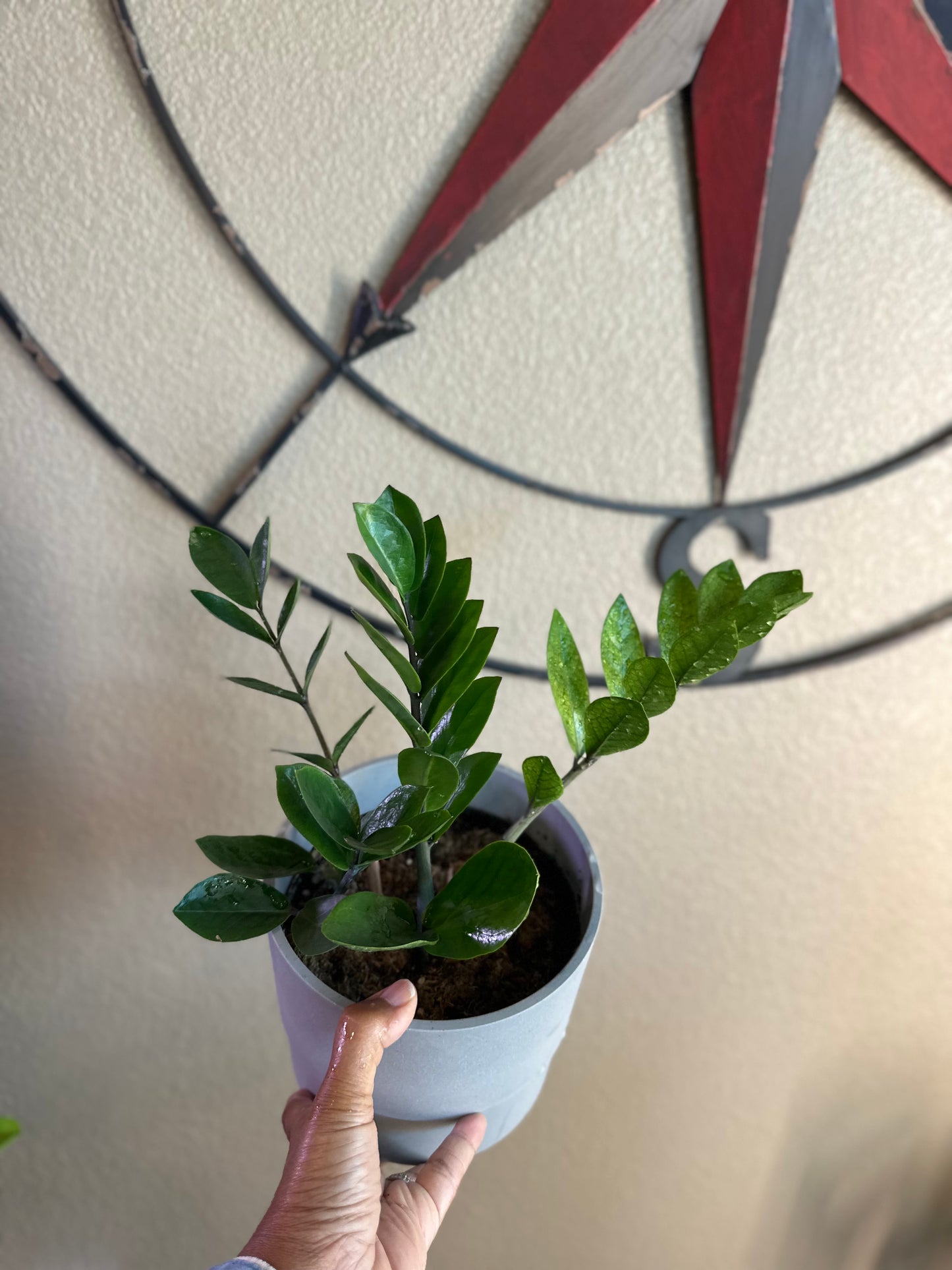 Chameleon ZZ plant - 6 inch