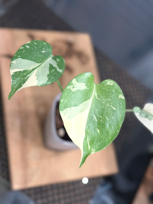 Monstera Creme Brulee - A