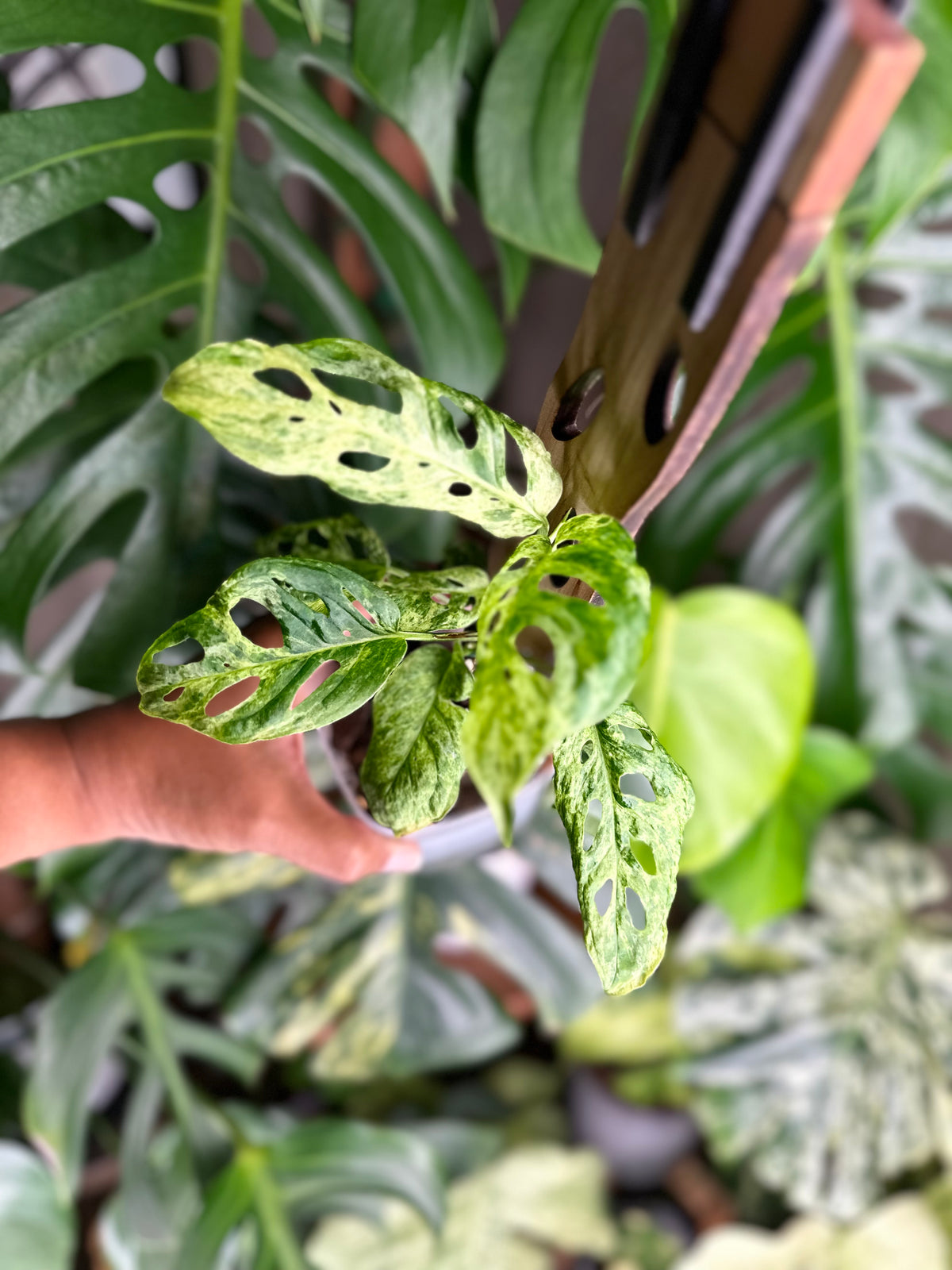 Monstera Adansonii Mottled - C