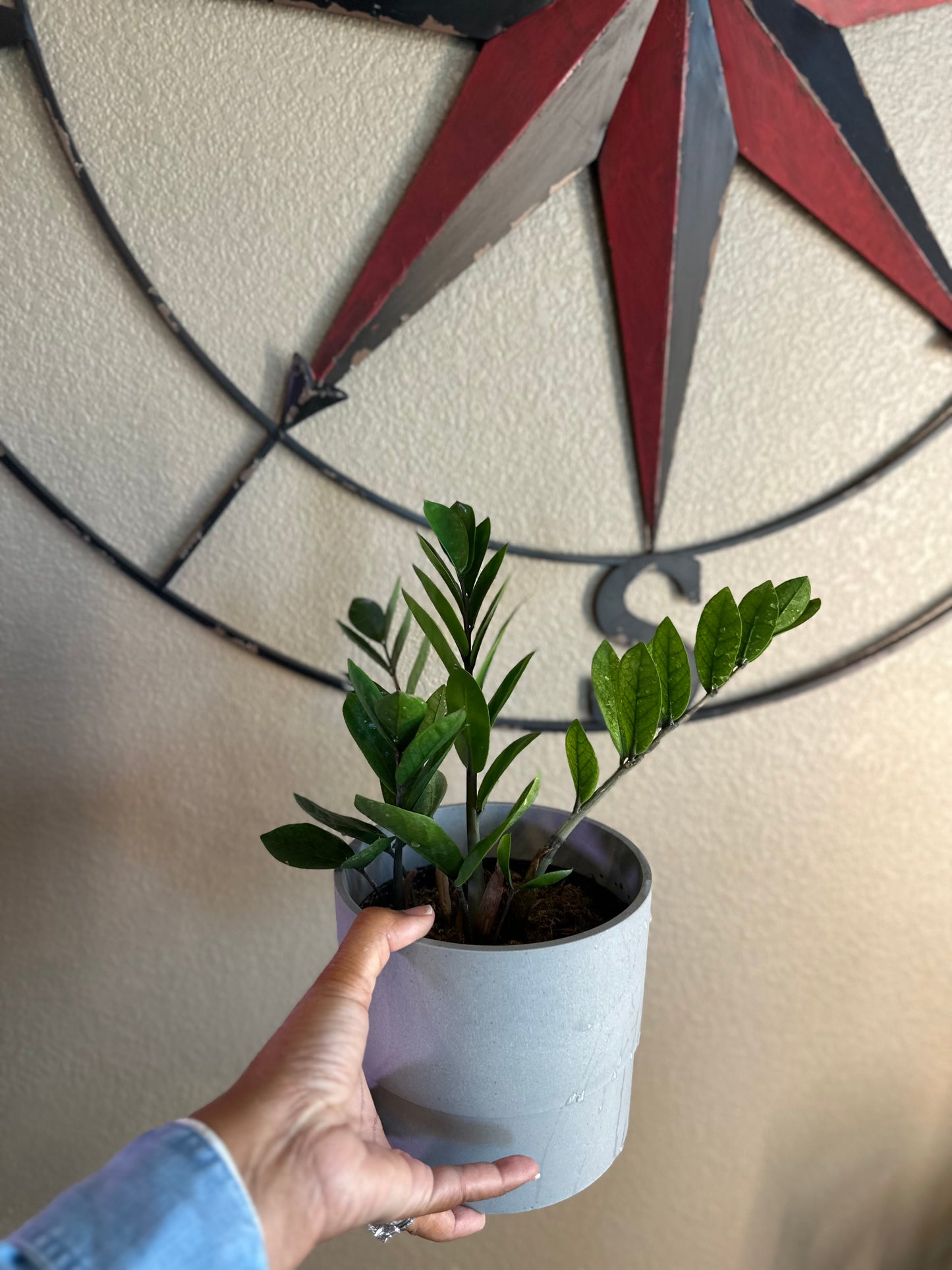 Chameleon ZZ plant - 6 inch