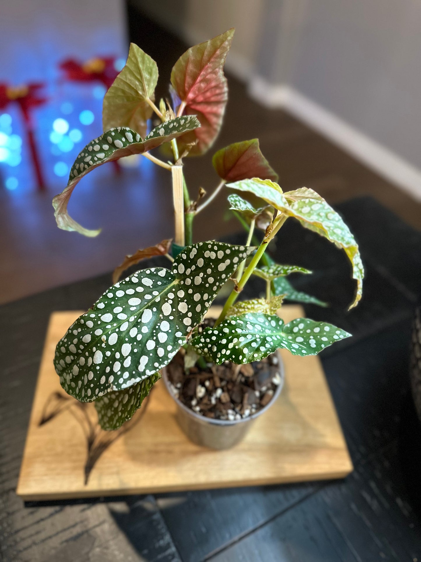 Begonia Maculata #3