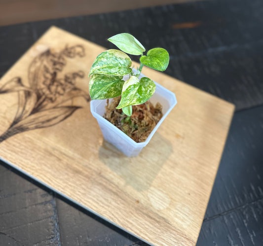 Scindapsis Mayari Albo