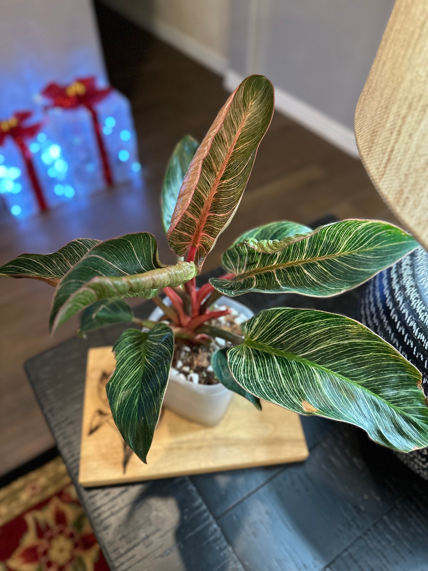 Philodendron Pink Birkin #4 - 6 inch