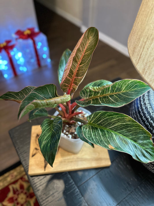 Philodendron Pink Birkin #4 - 6 inch