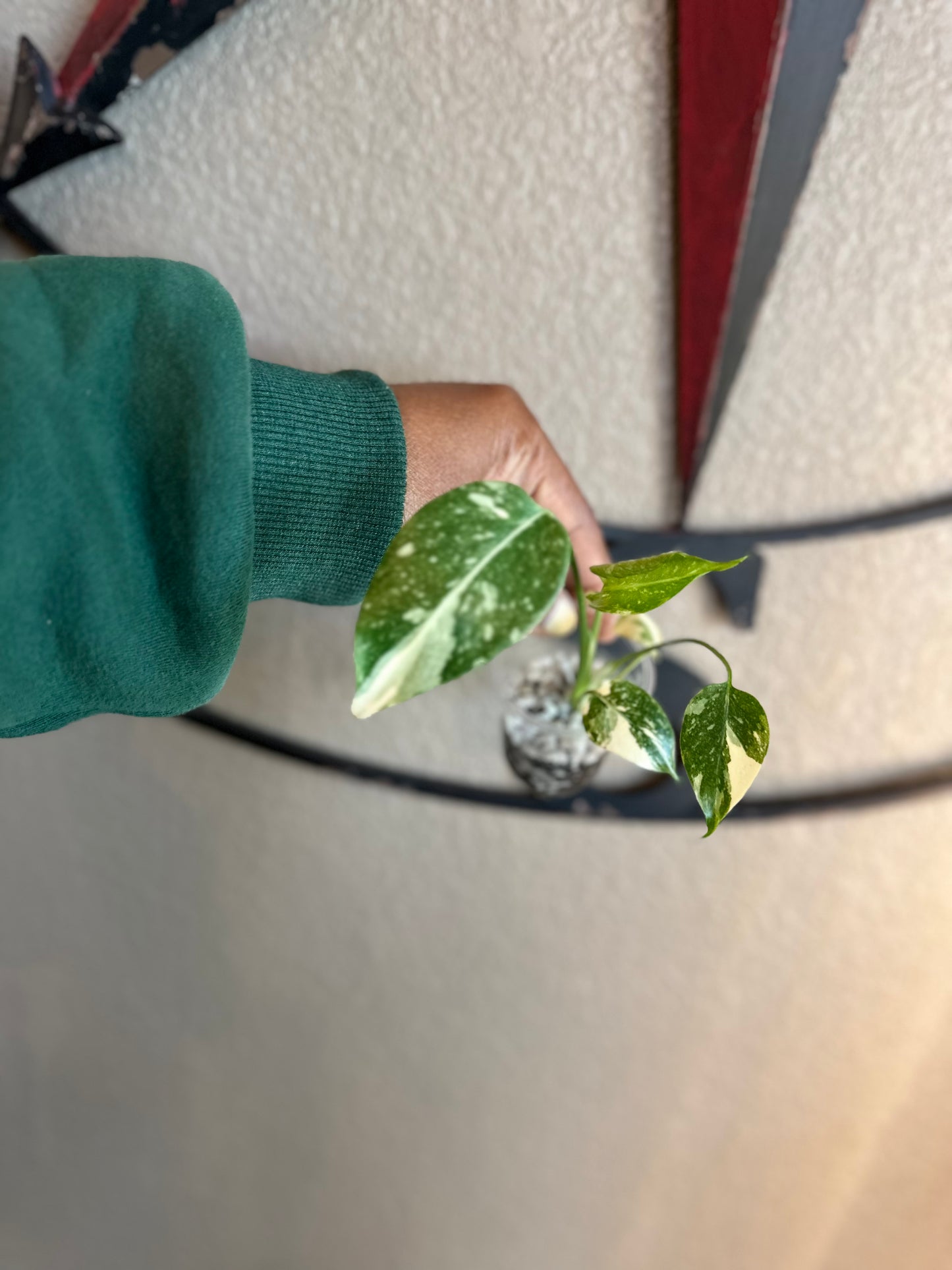 Monstera Creme Brulee - B1