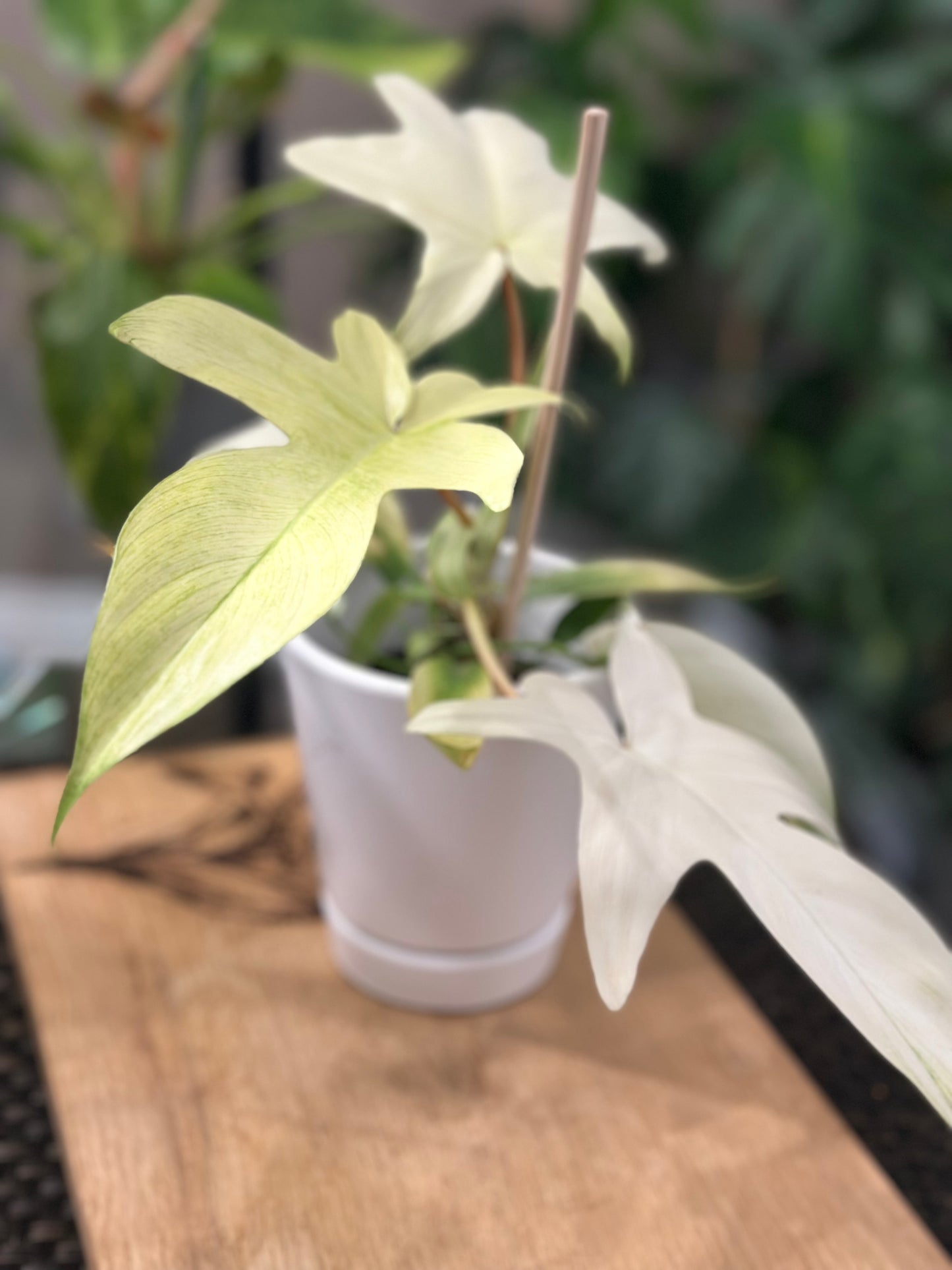 Philodendron Florida Ghost