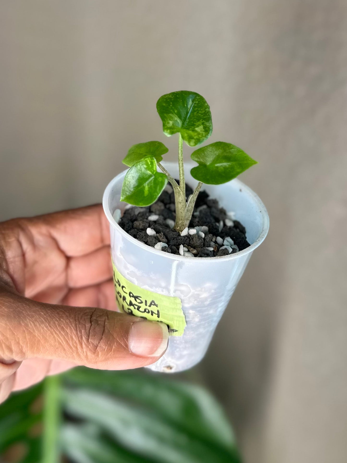 Alocasia Corazon Albo - #6