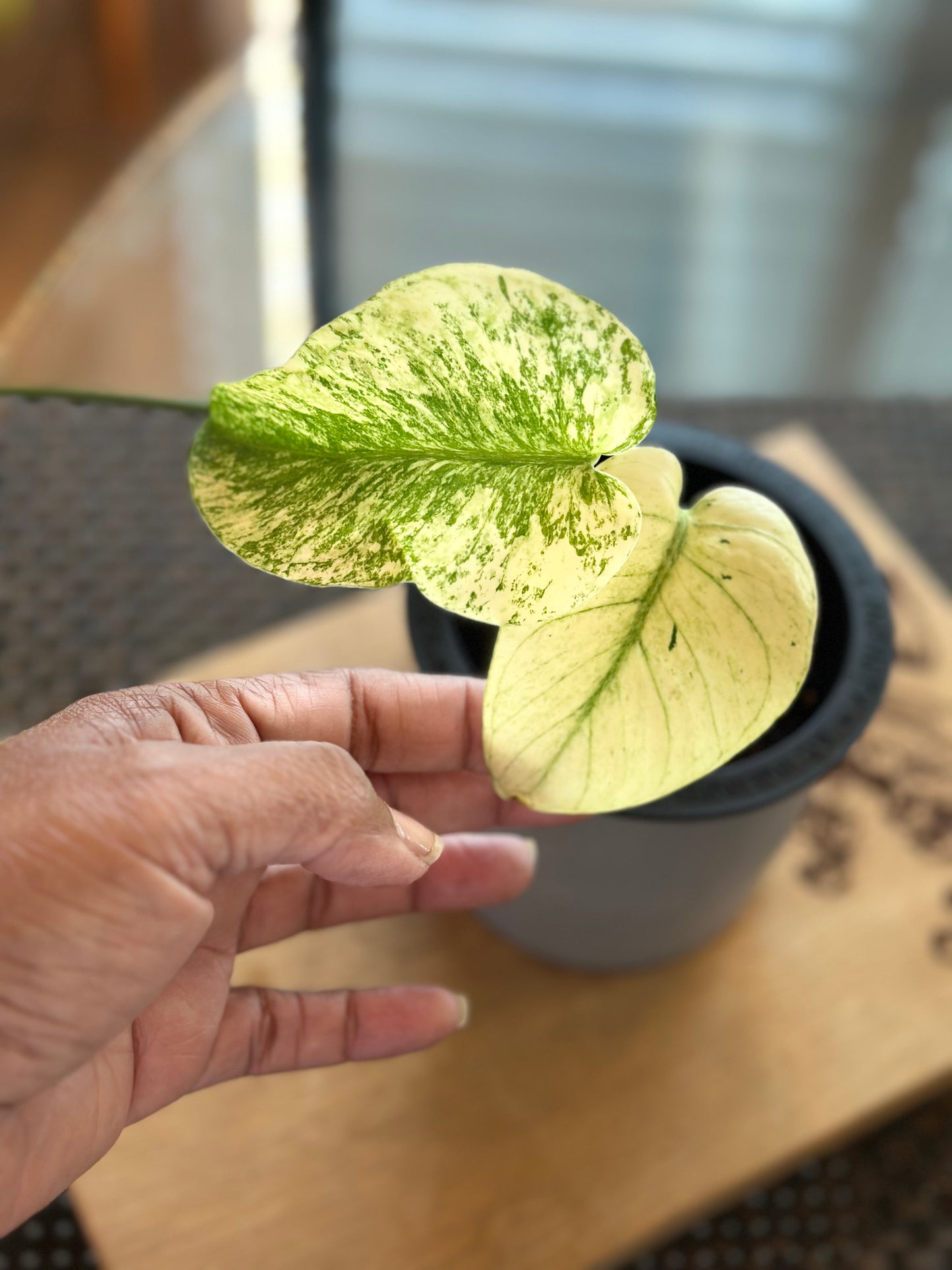 Monstera Mint White Monster - D