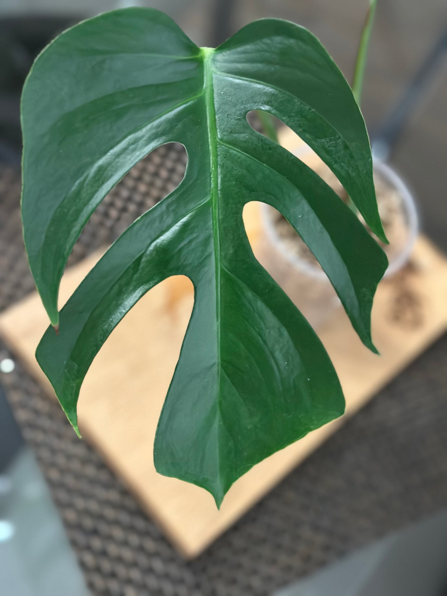 Monstera Sierrana - #1