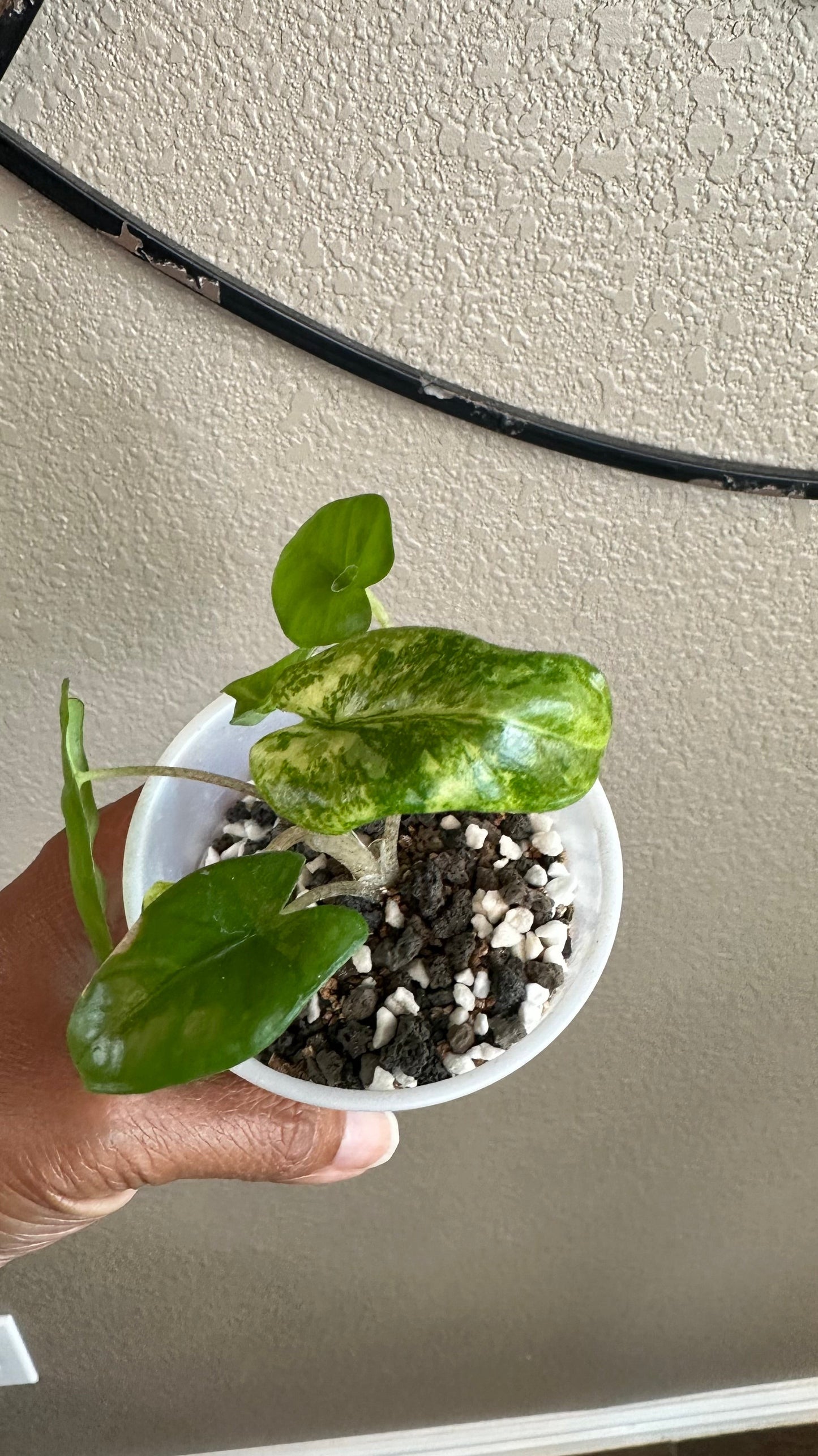 Alocasia Corazon Albo - #8