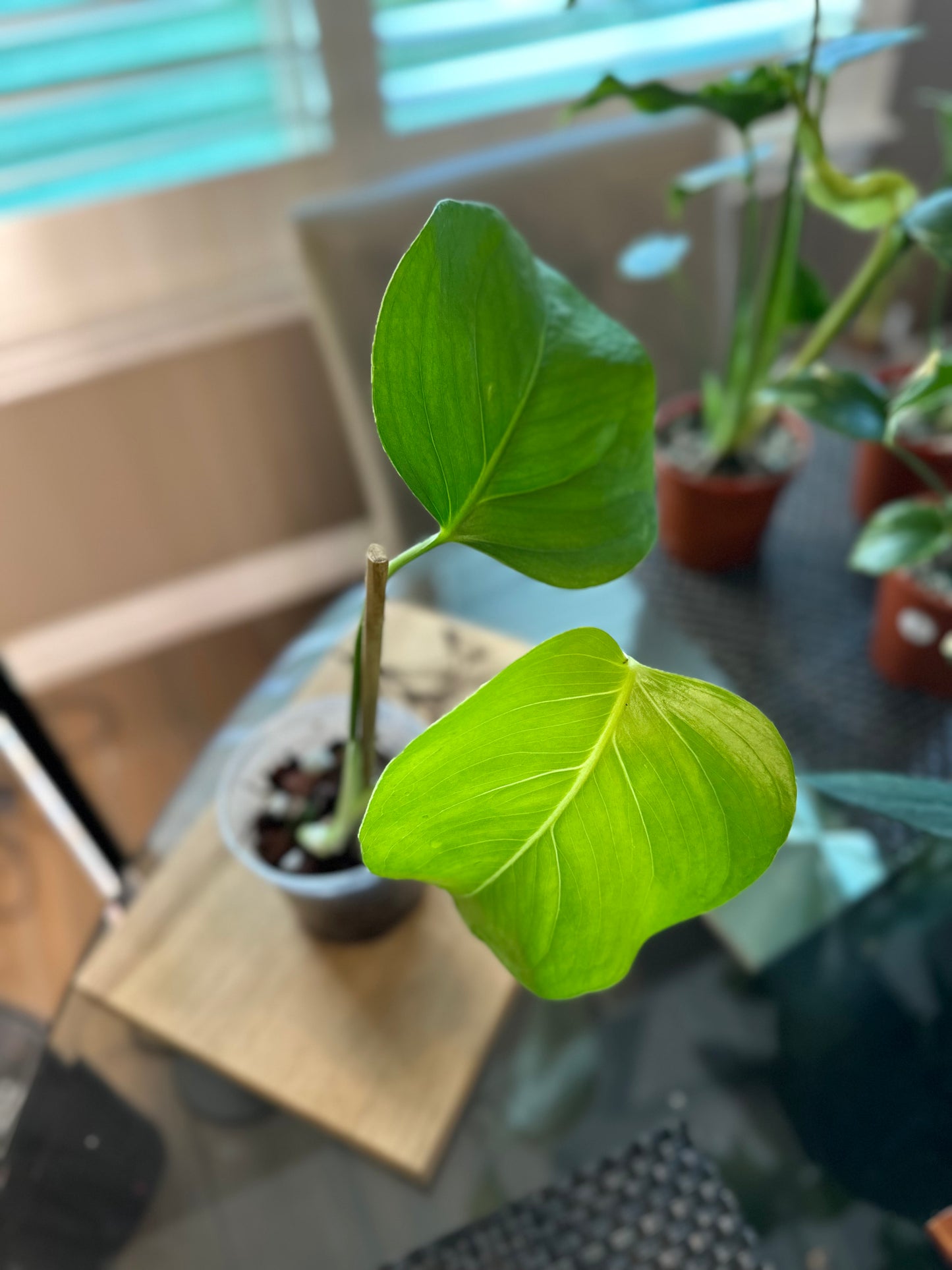 Monstera Sierrana (01) - 4 inches