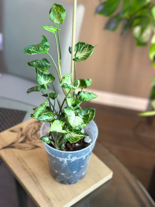 Syngonium Godzilla 6 inch