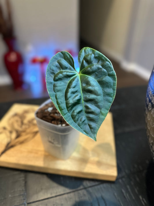 Anthurium Besseae Aff x Black Lux
