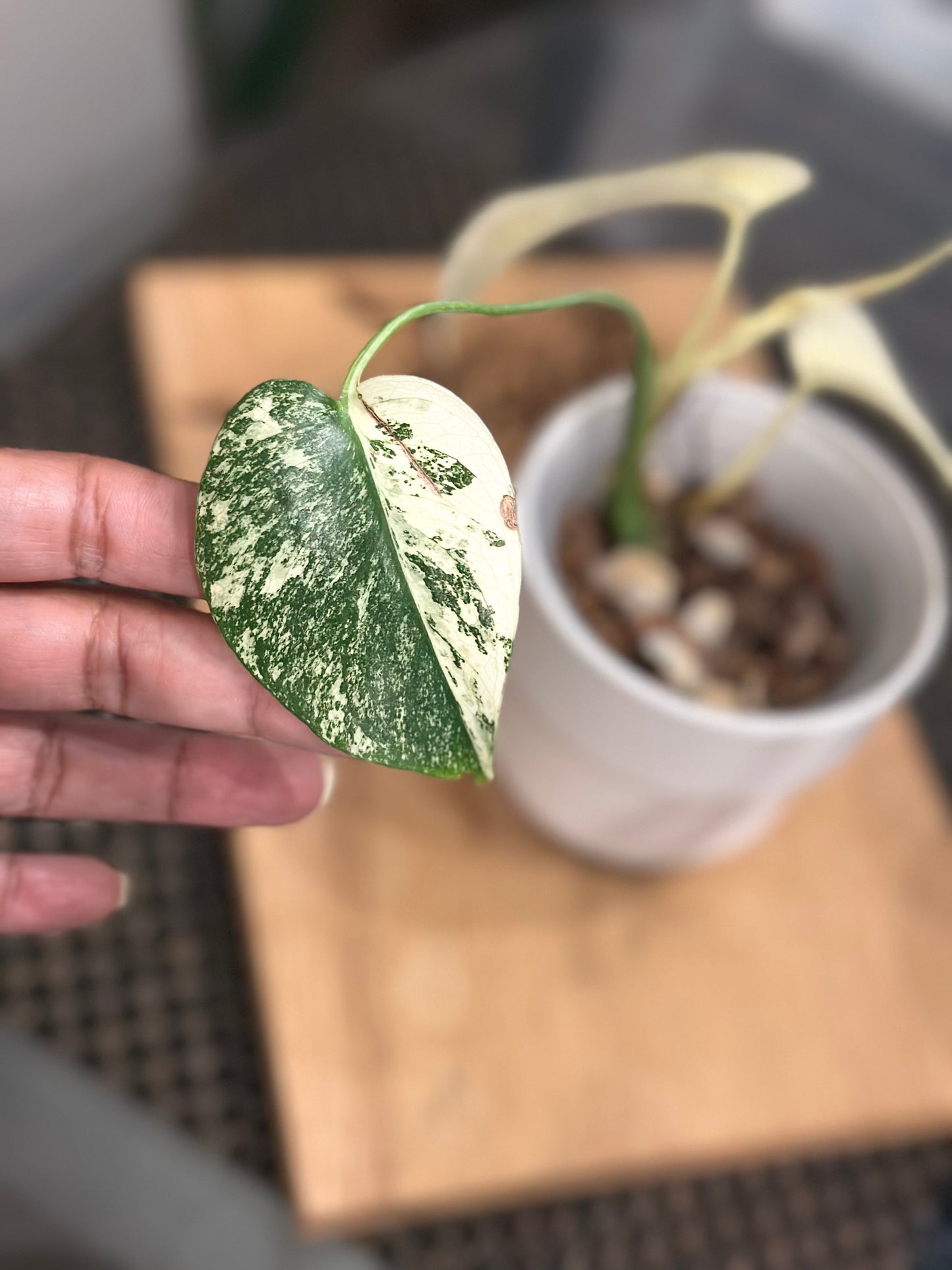 Monstera Mint White Monster - C