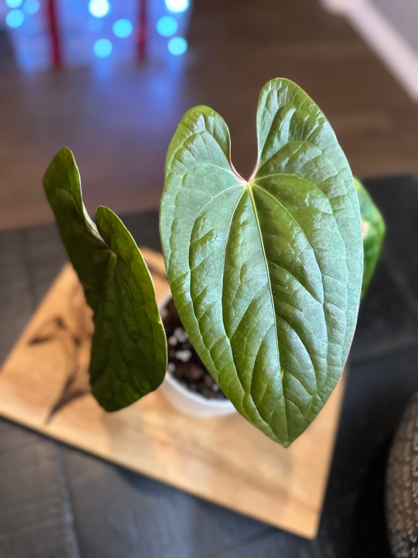 Anthurium Luxurians #5 x Papillilaminum