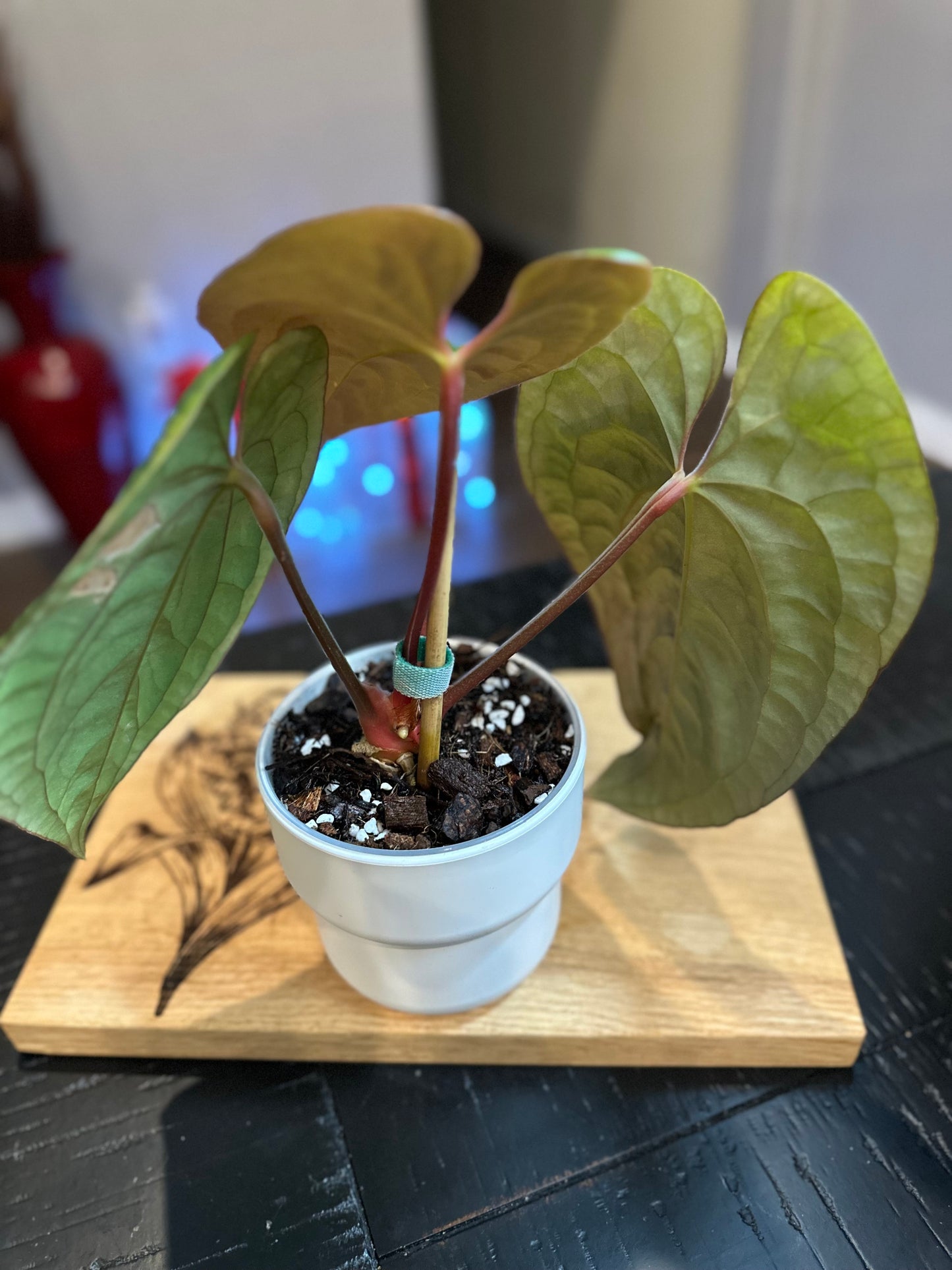 Anthurium Luxurians #5 x Papillilaminum