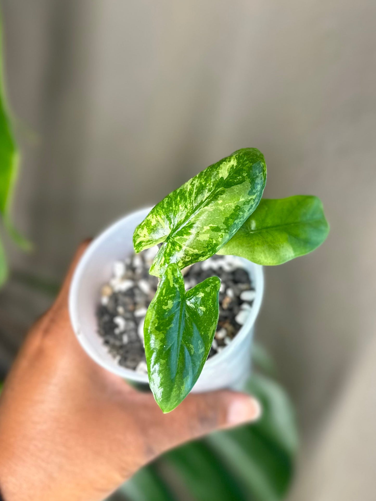 Alocasia Corazon Albo - #3