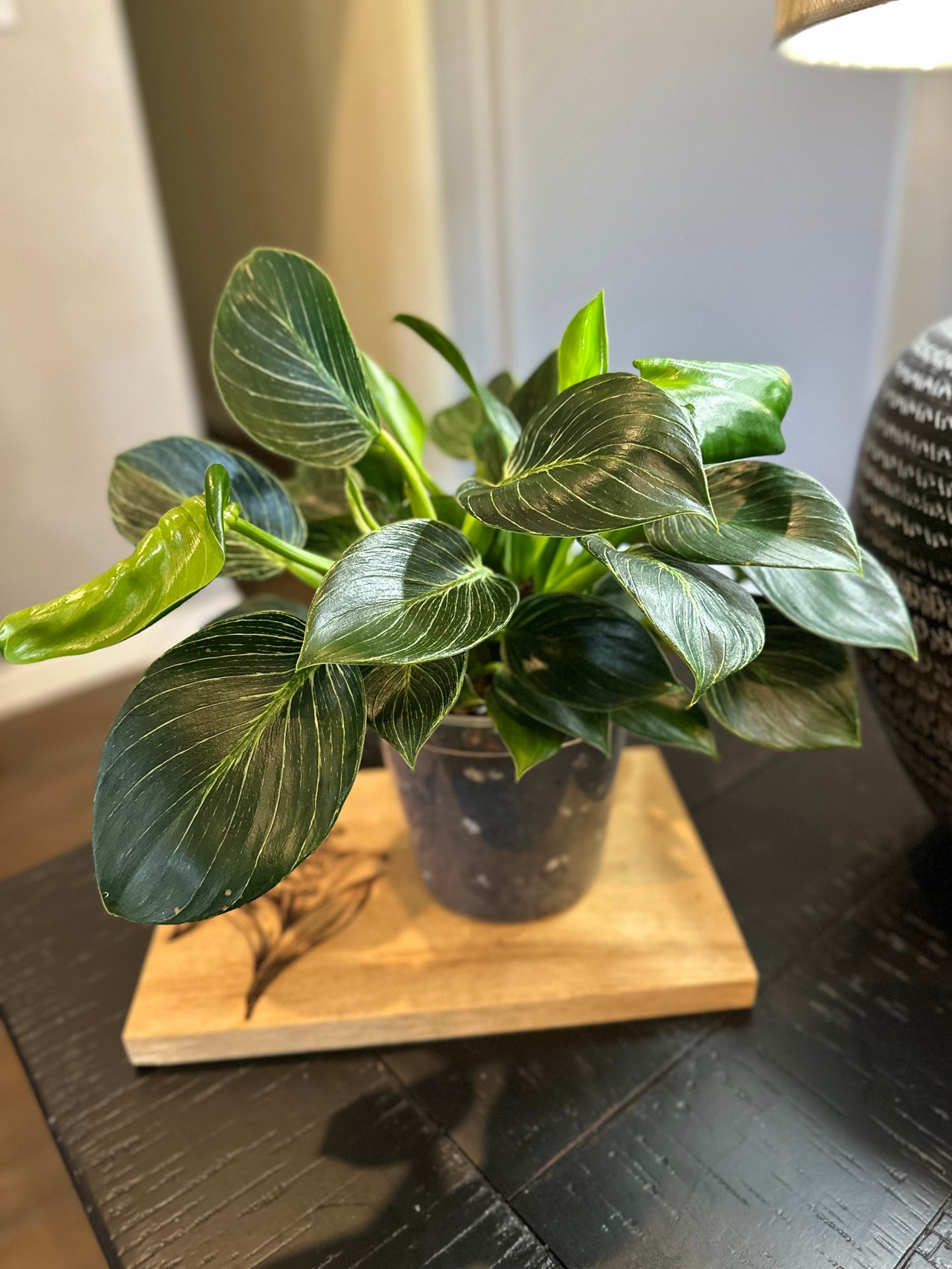 Philodendron Birkin