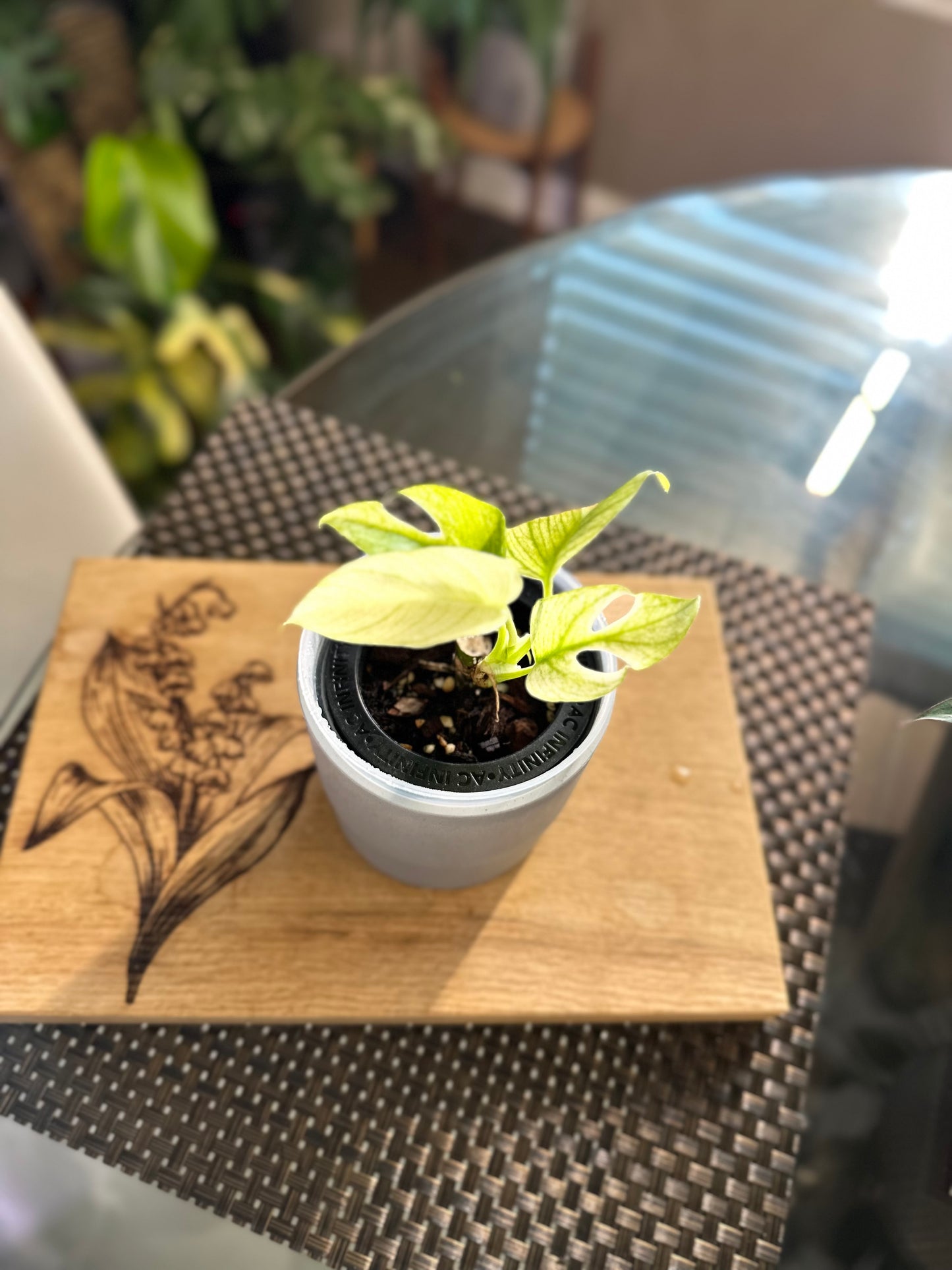 Rhaphidophora Tetrasperma White Monster - B