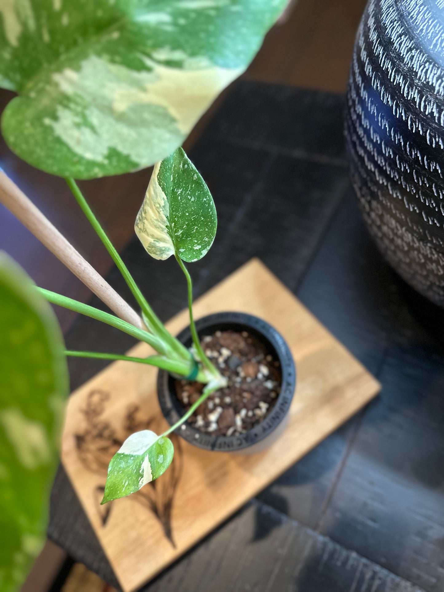 Monstera Crème Brûlée #1