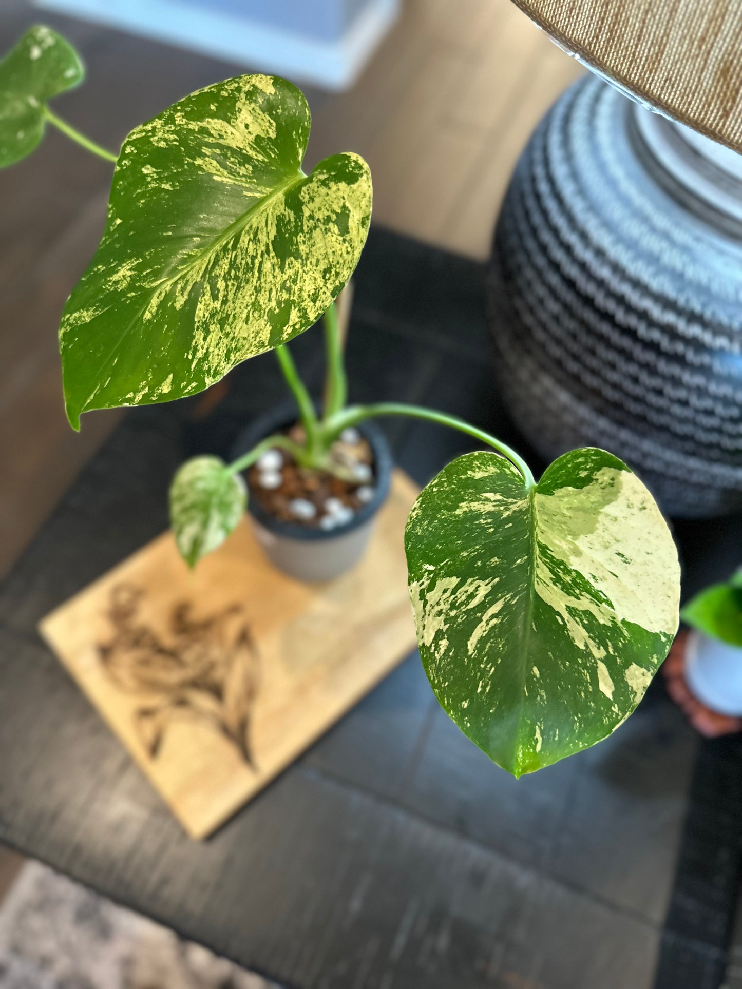 Monstera Mint #2