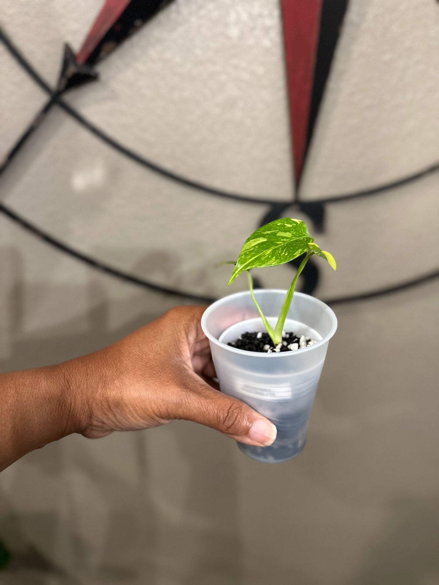 Monstera Electrolyte - A