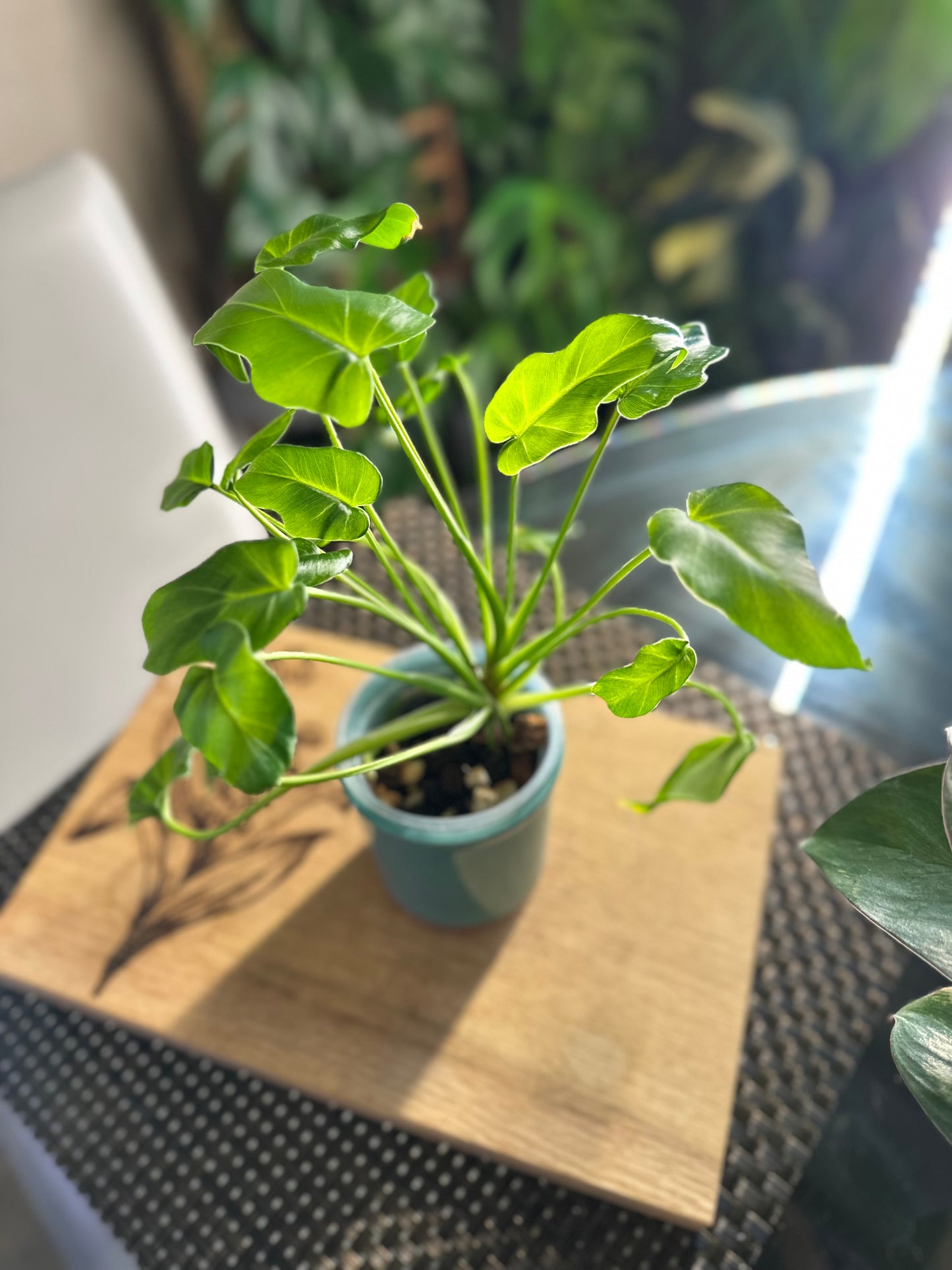 Philodendron Xanadu (reverted)