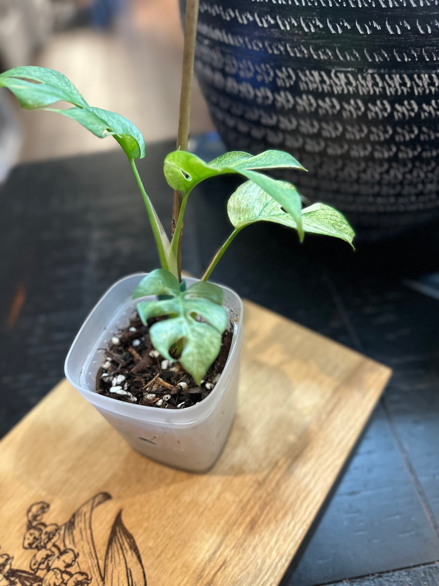 Rhaphidophora Tetrasperma White Monster