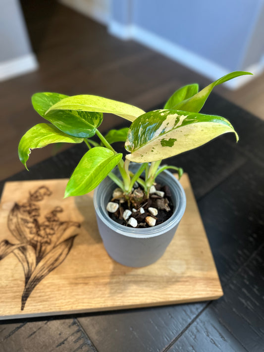 Philodendron Whipple Way (#1)