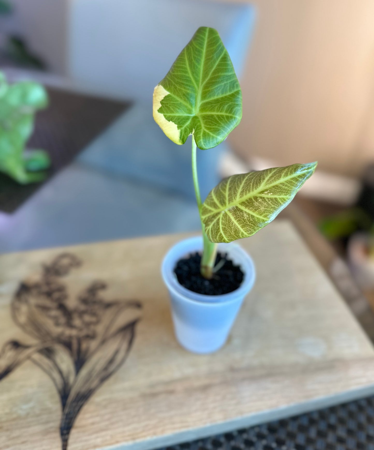 Alocasia Regal Shield Aurea Var. (corm grown) #2