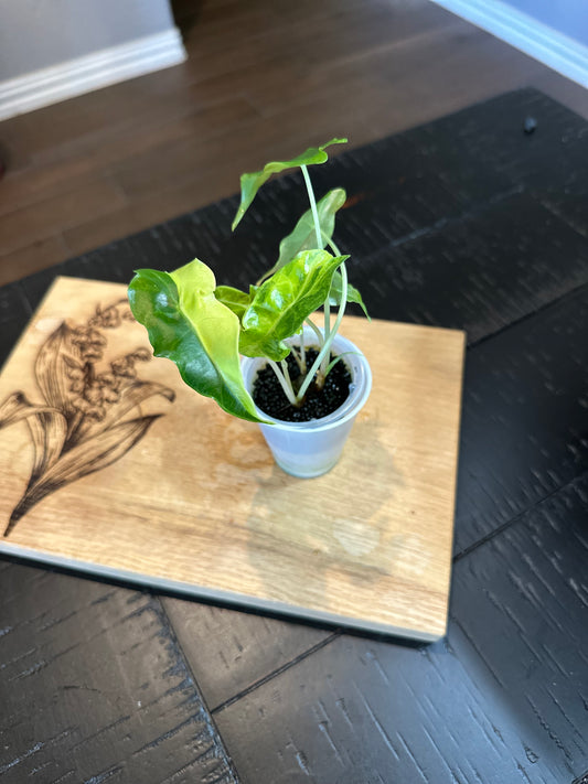 Alocasia Sanderiana Aurea Var.