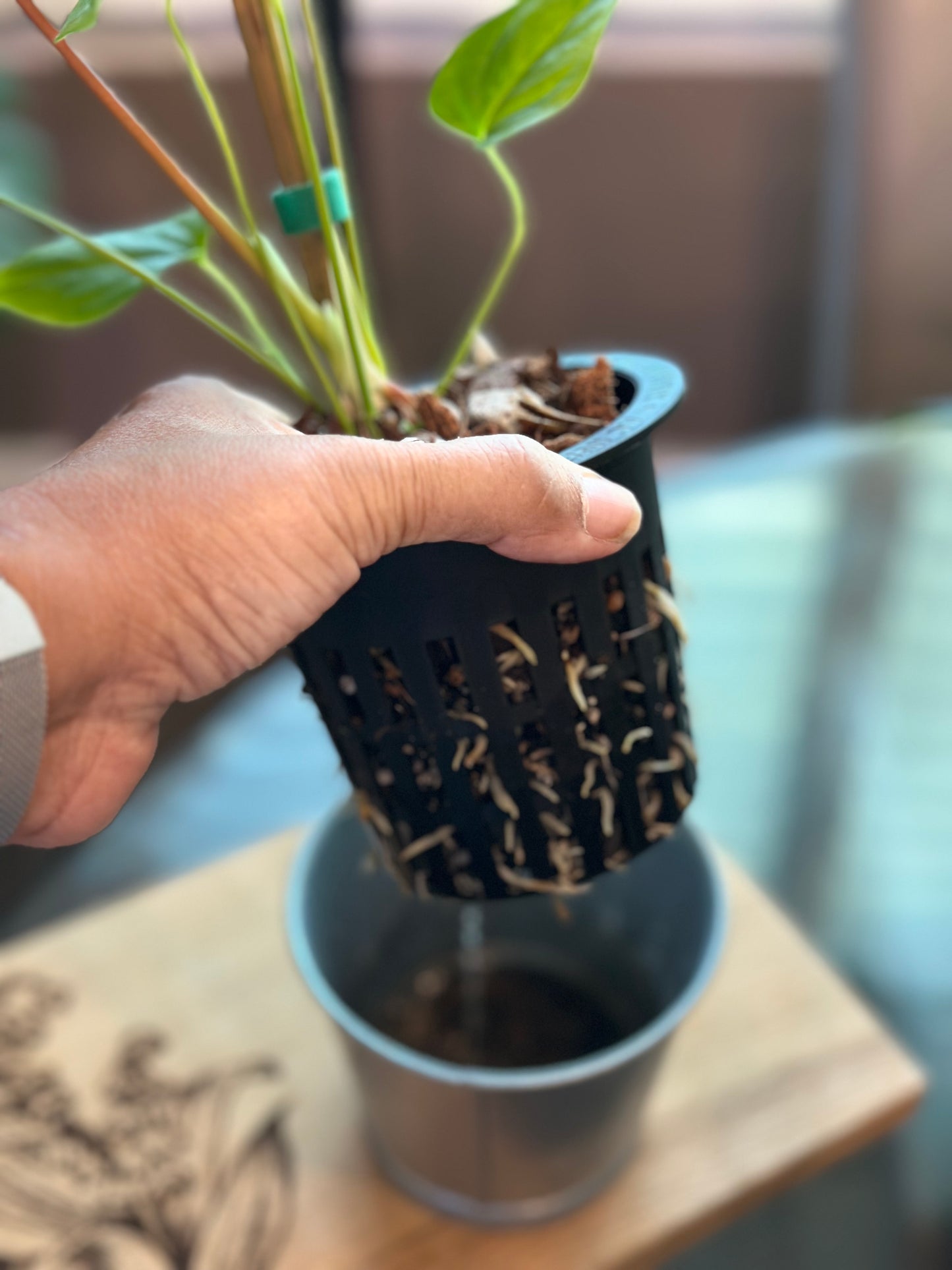 Anthurium Moodeanum x Veitchii 4 inch