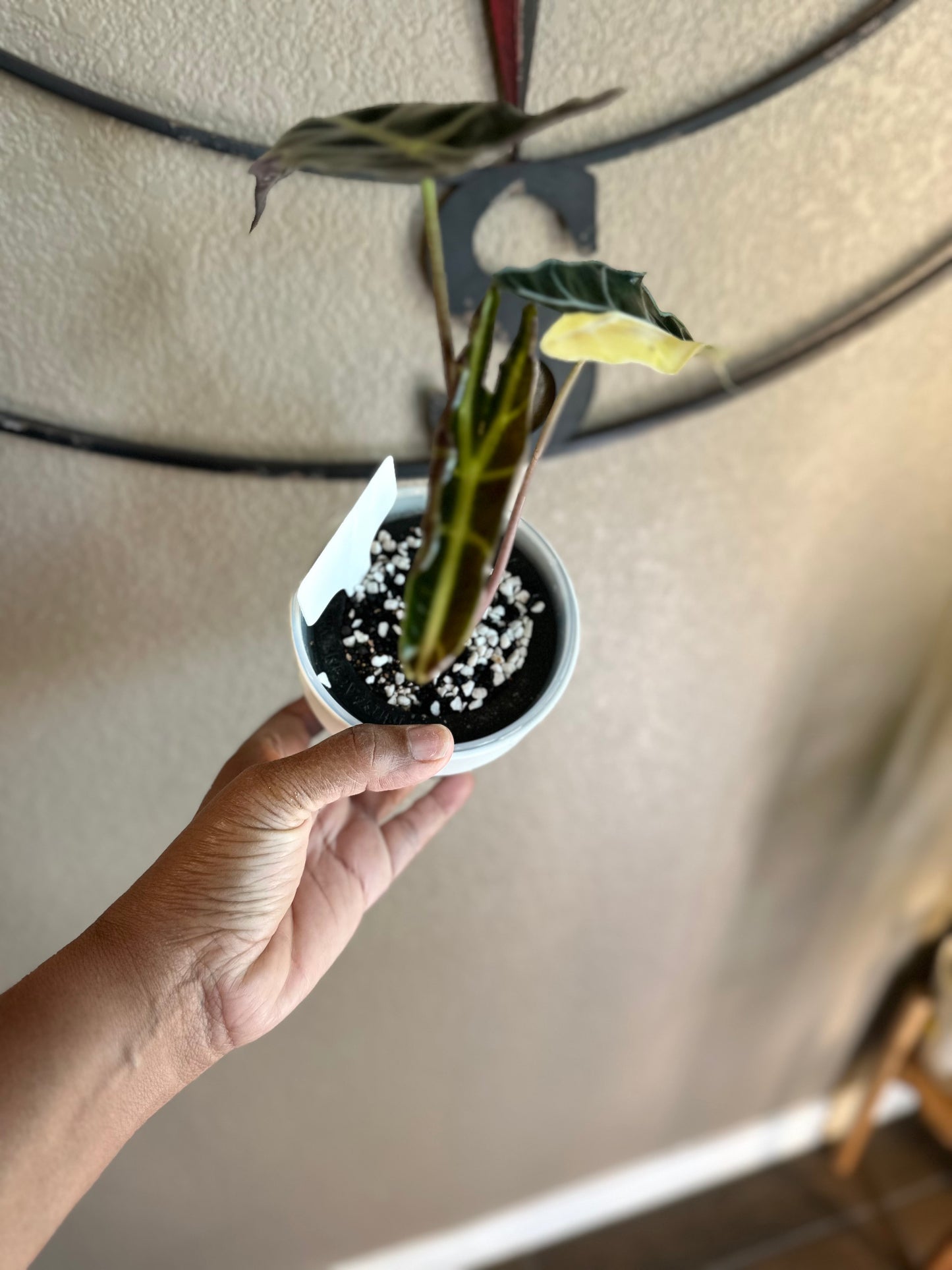 Alocasia Sanderiana Aurea