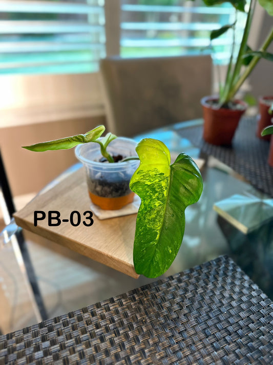 Philodendron Variegated Bipennifolium - PB03