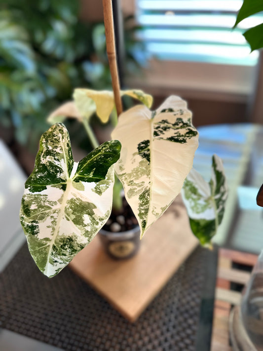Alocasia Frydek High Variegation (4in) with baby plant growing
