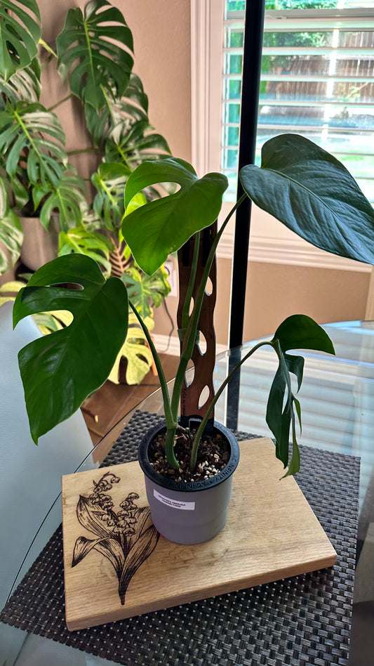 Monstera Sierrana Hawaiian Form